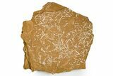 Ordovician Kukersite Oil Shale w/ Bryozoan & Brachiopod Fossils #369548-1